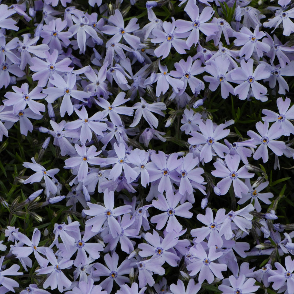 Moss Phlox 'Emerald' Series