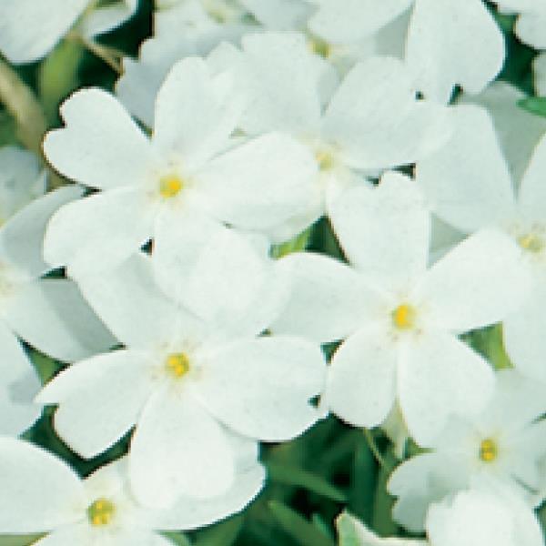 Creeping Phlox