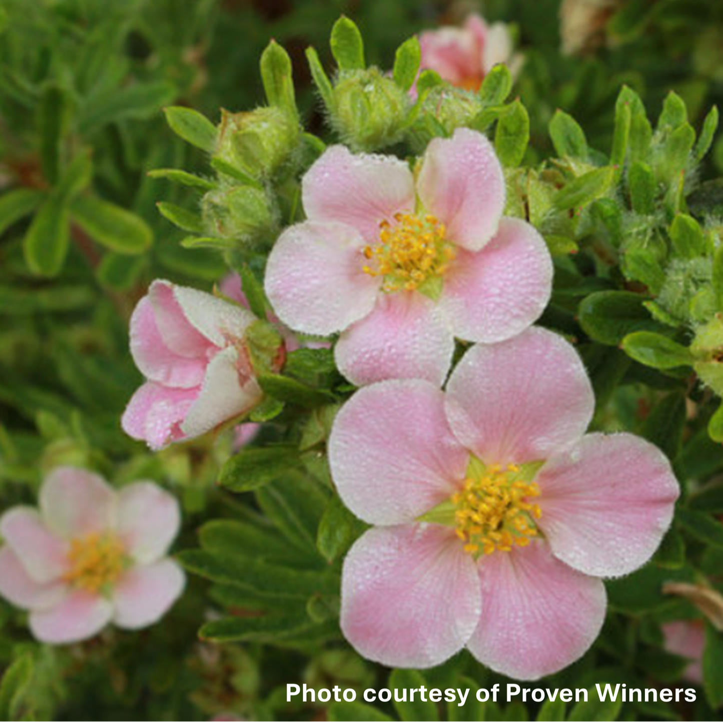 Potentilla ‘Pink Beauty’