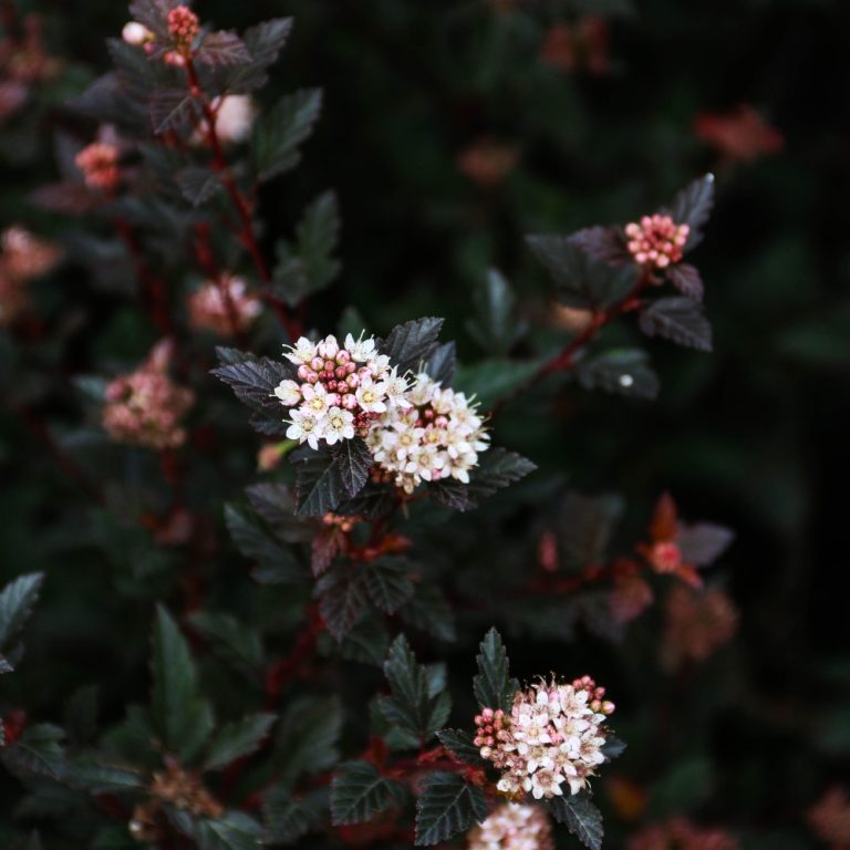 Ninebark 'Calico Kitty'