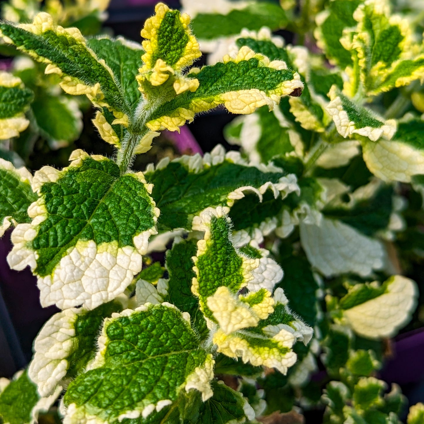 Mint 'Pineapple Variegated'