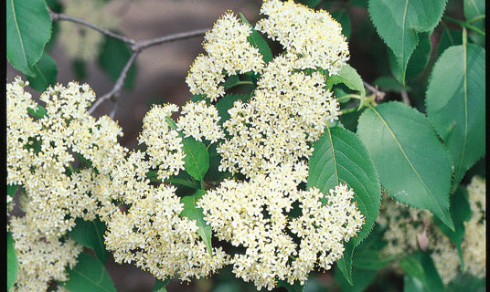 Viburnum 'Nannyberry'