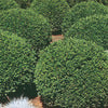 Boxwood 'Green Velvet'