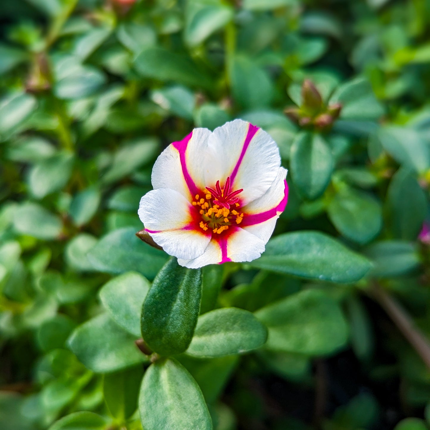 Portulaca 'Cupcake'