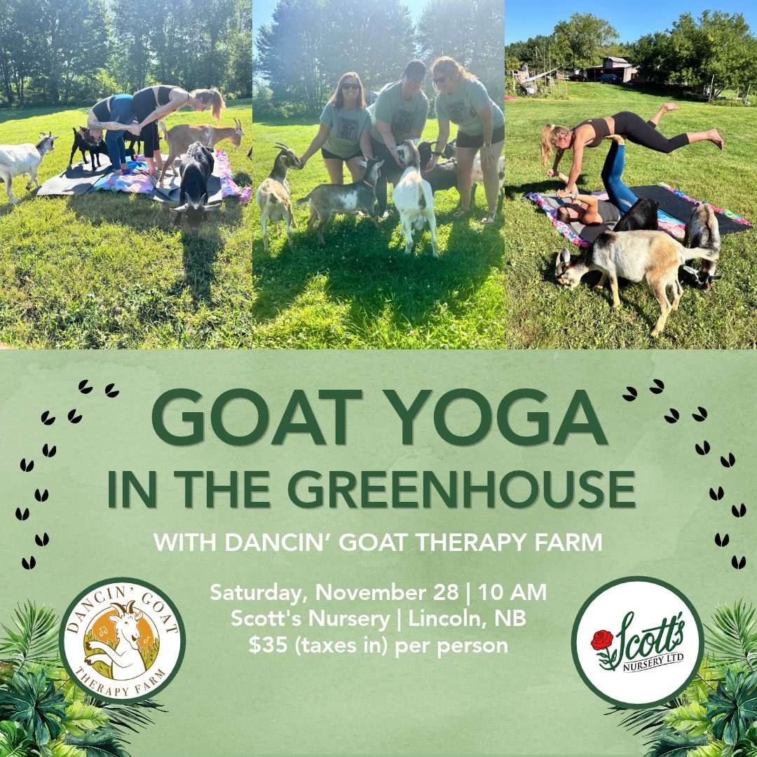 Goat Yoga in the Greenhouse