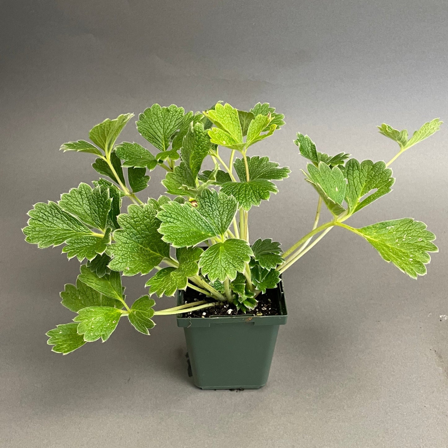 Potentilla fragriformis 3.5" Pot