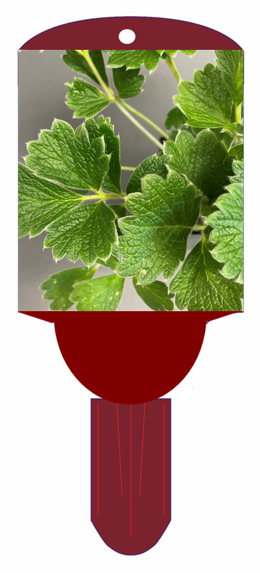 Potentilla fragriformis 3.5" Pot