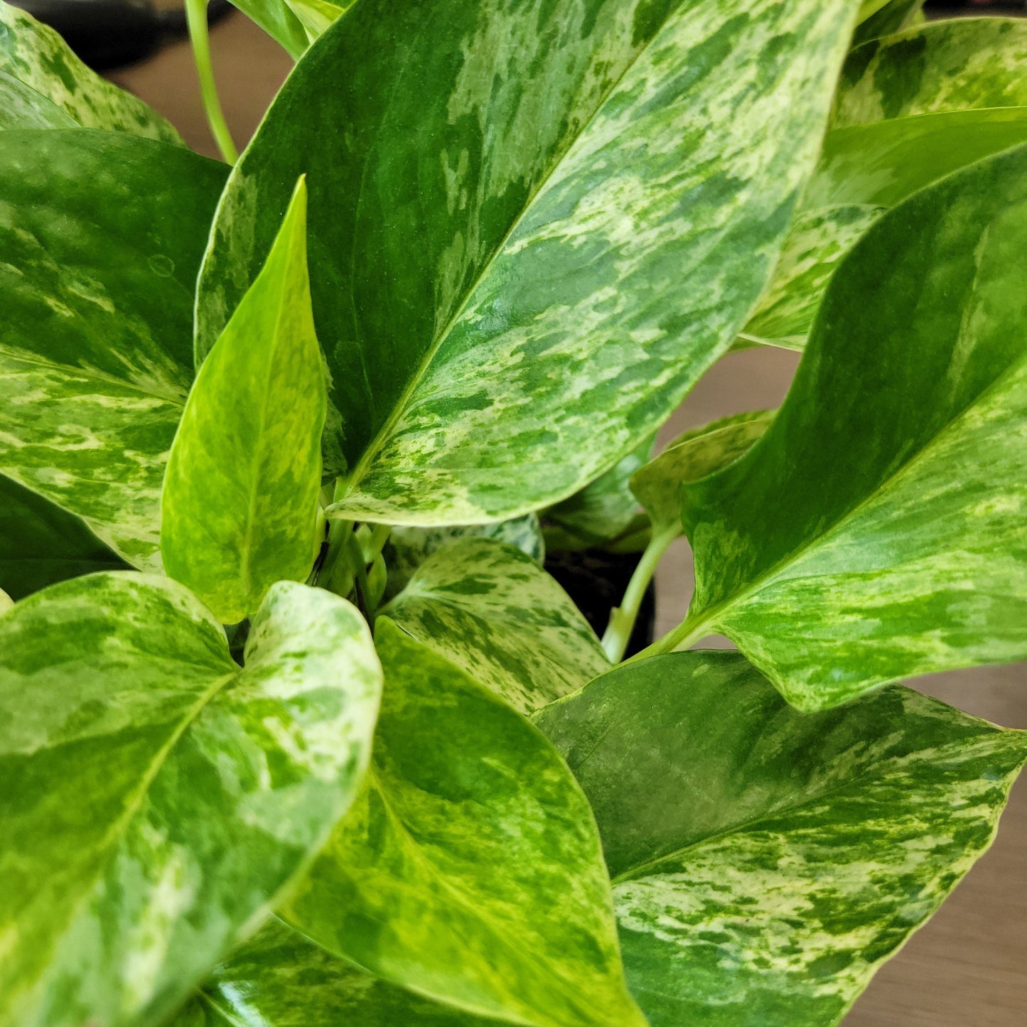 Pothos 'Marble Queen'