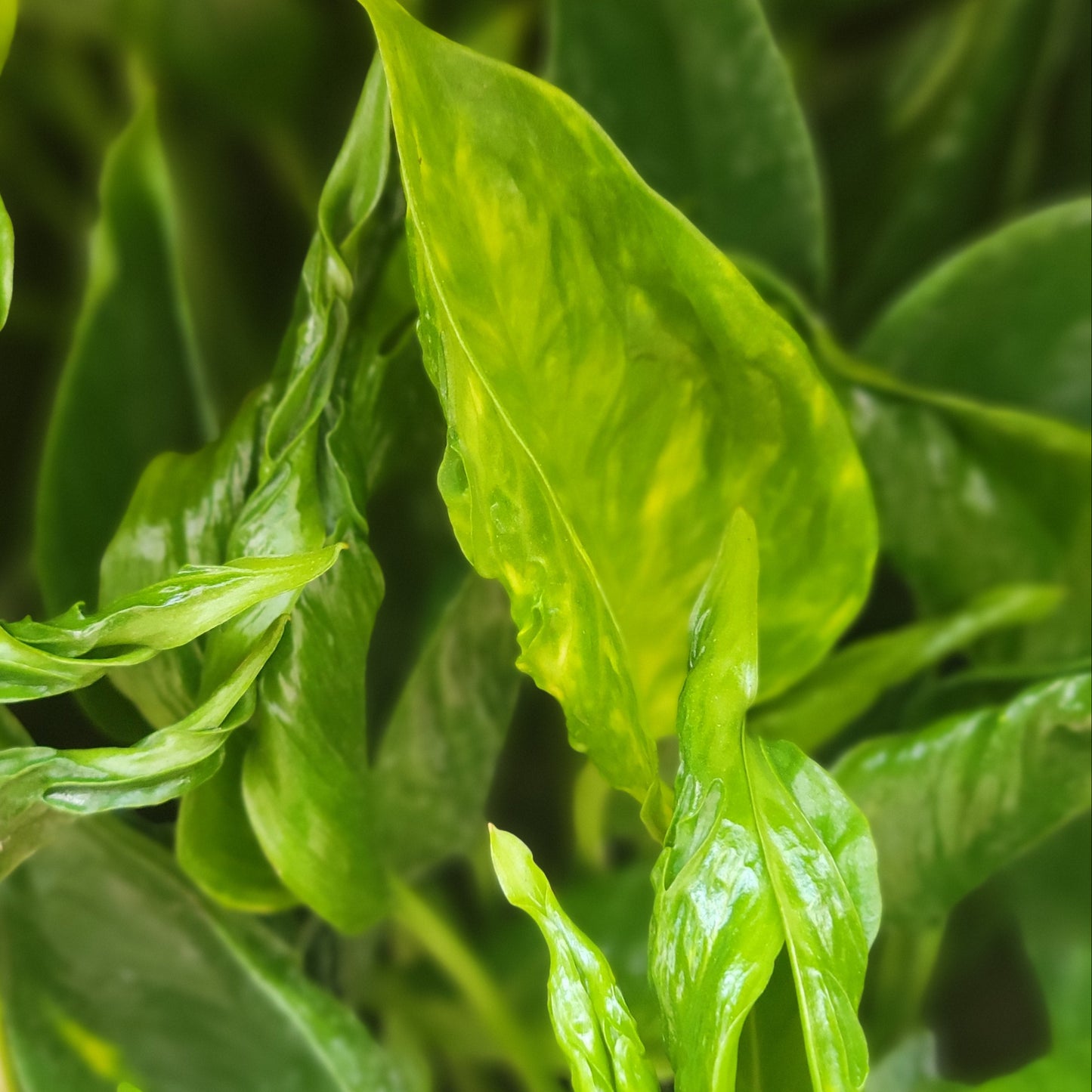 Pothos 'Shangri La'