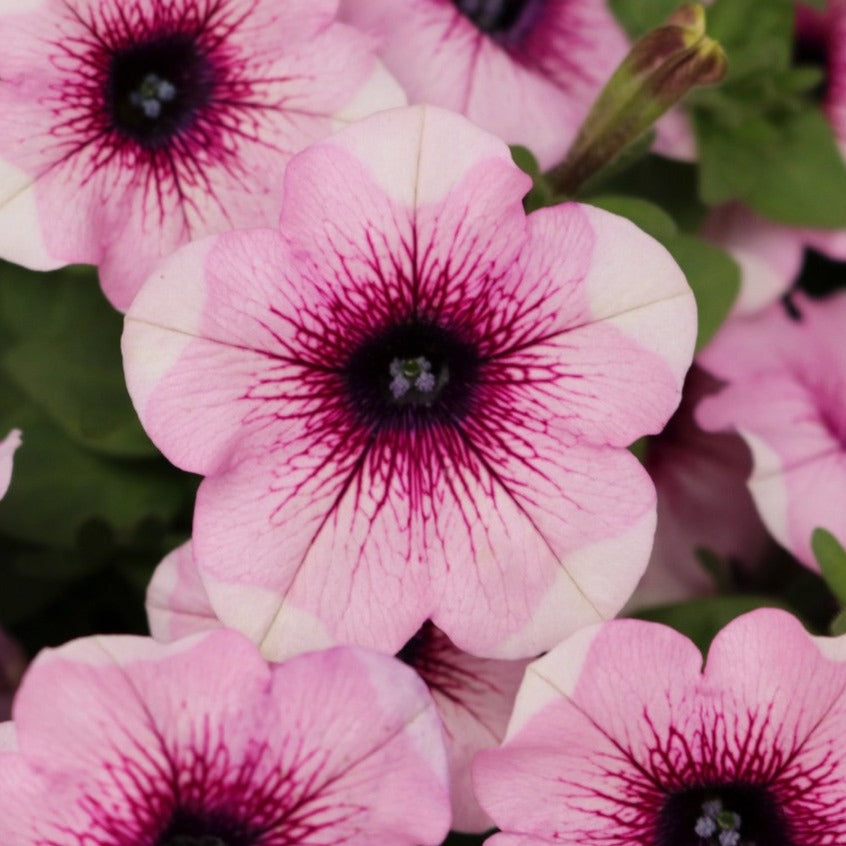 Petunia 'Potunia® Plus'
