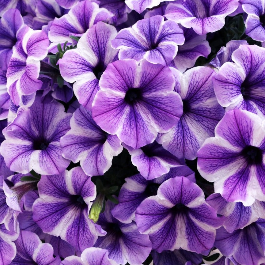 Petunia 'Potunia® Plus'