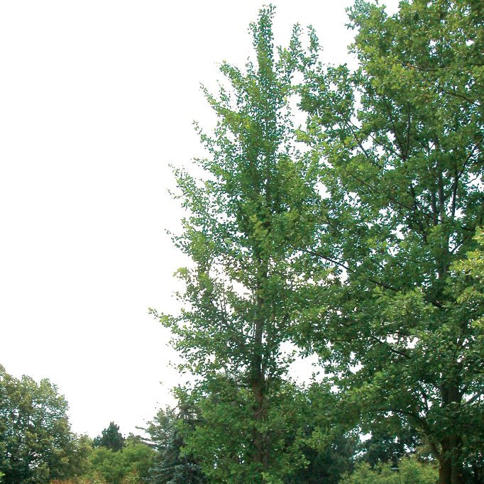 Ginkgo 'Maidenhair Tree'