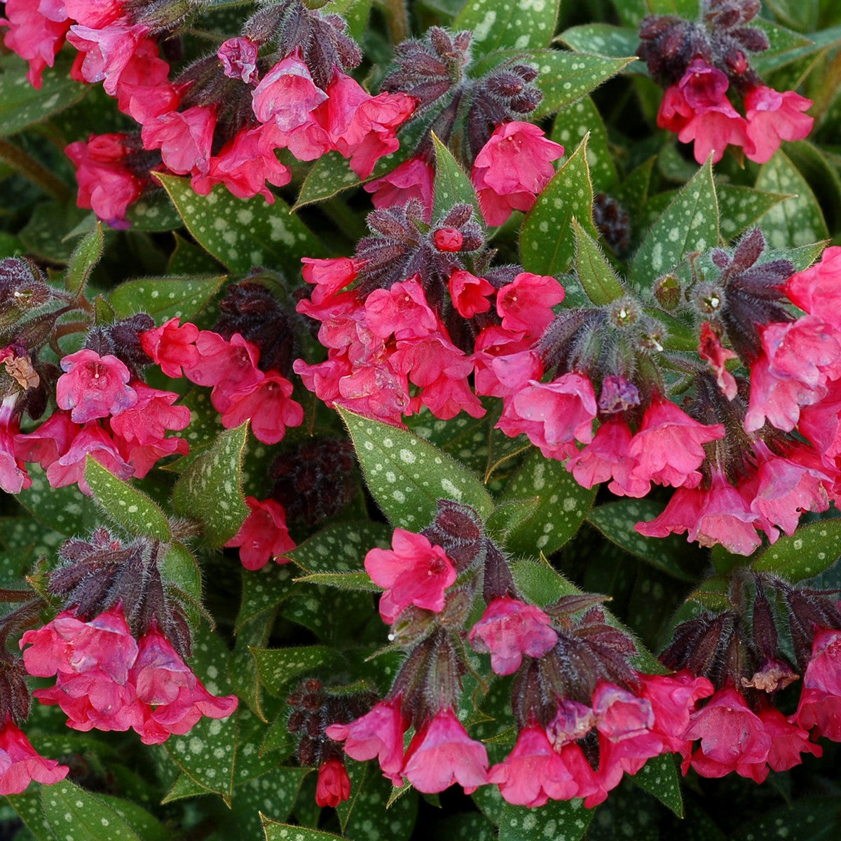Lungwort 'Shrimps on the Barby'