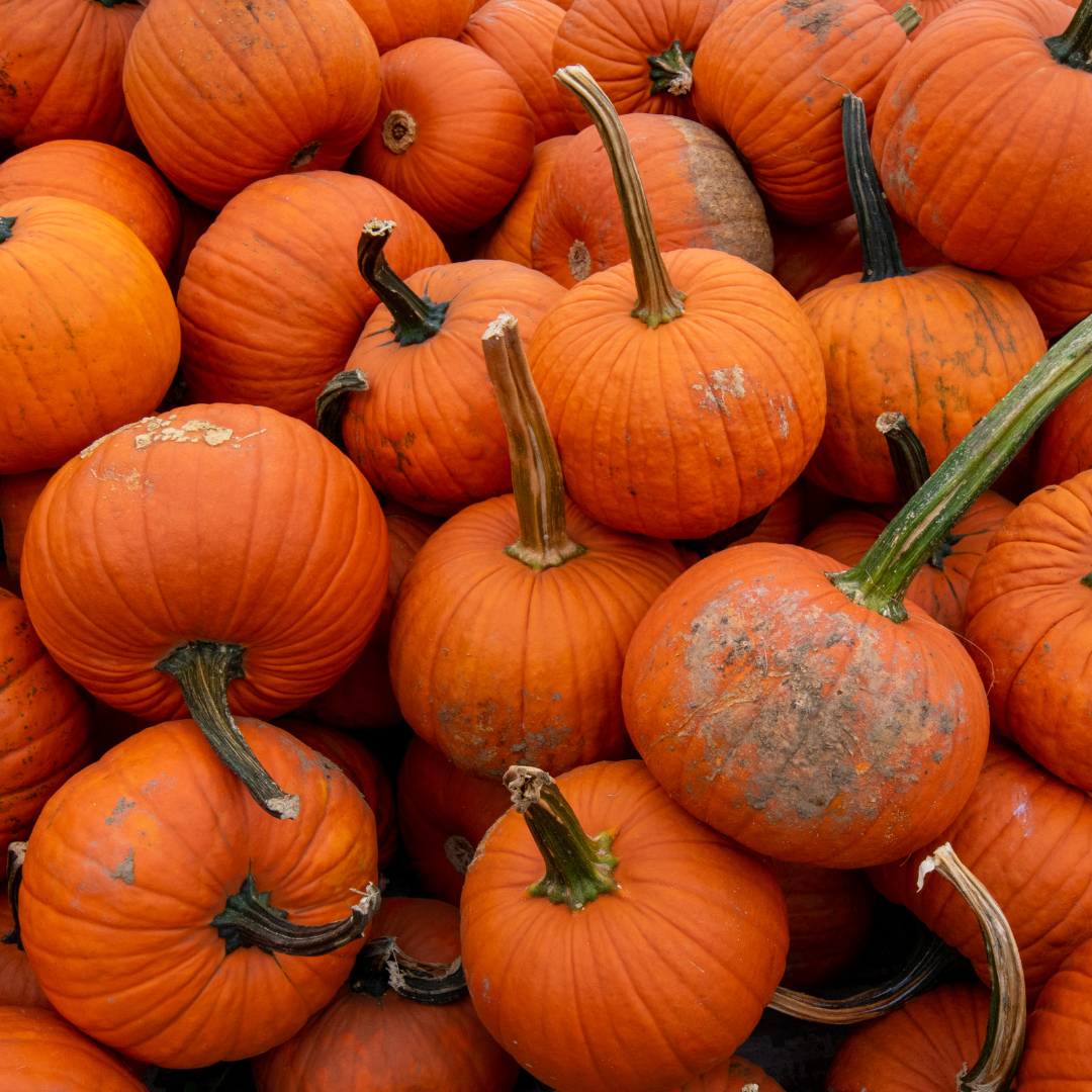 Pumpkin 'Jack Sprat'