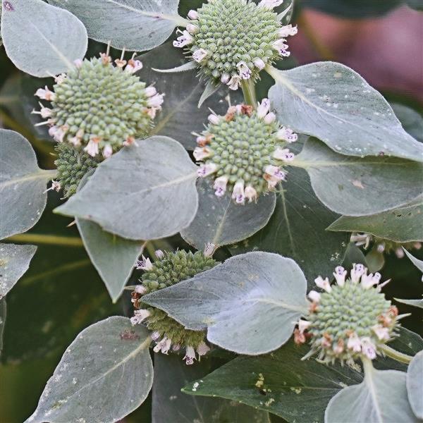 Mountain Mint