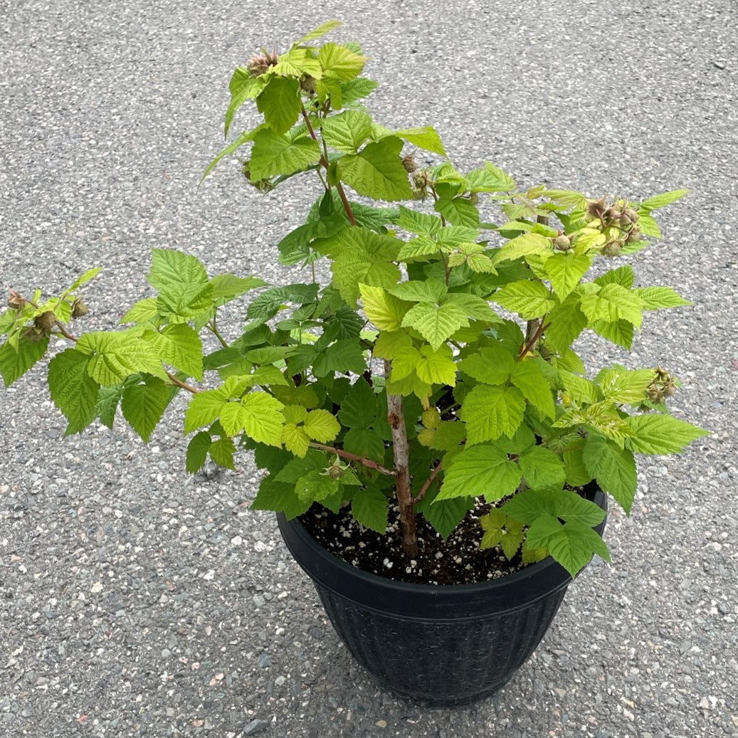 Raspberry 'Boyne'