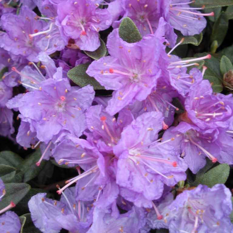 Rhododendron 'Ramapo'