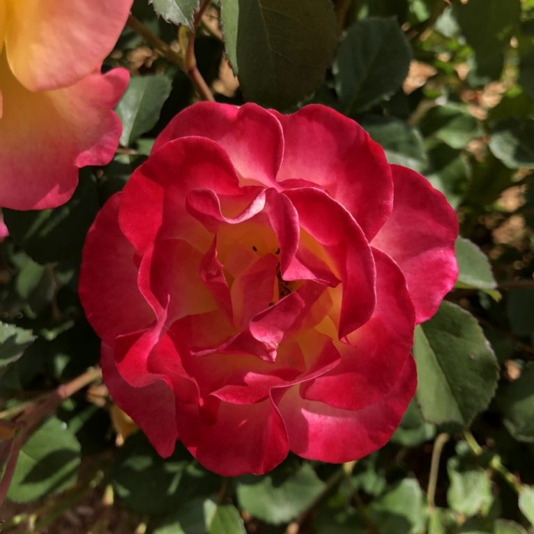 Rose 'Gumball Goody™'