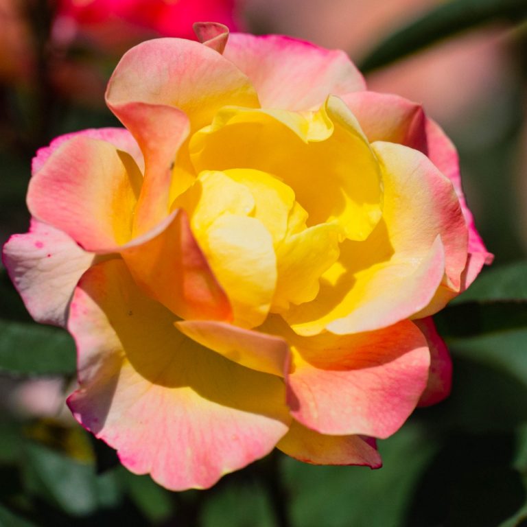 Rose 'Gumball Goody™'