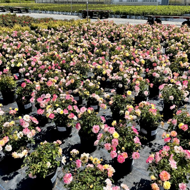 Rose 'Gumball Goody™'