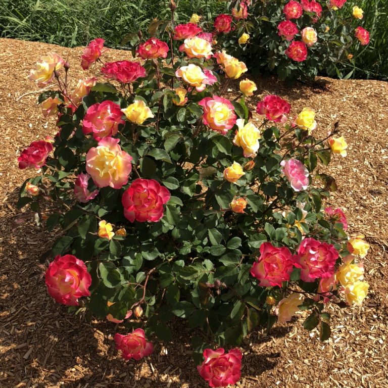 Rose 'Gumball Goody™'