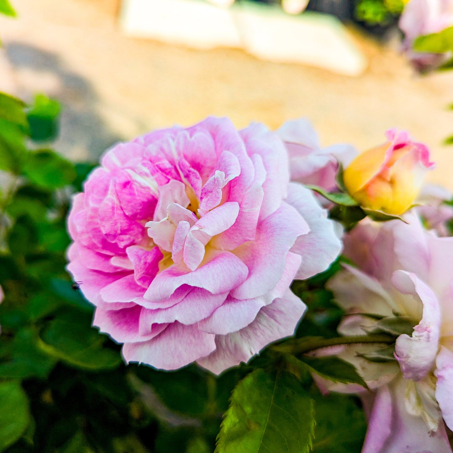 Rose 'Arctic Blue'
