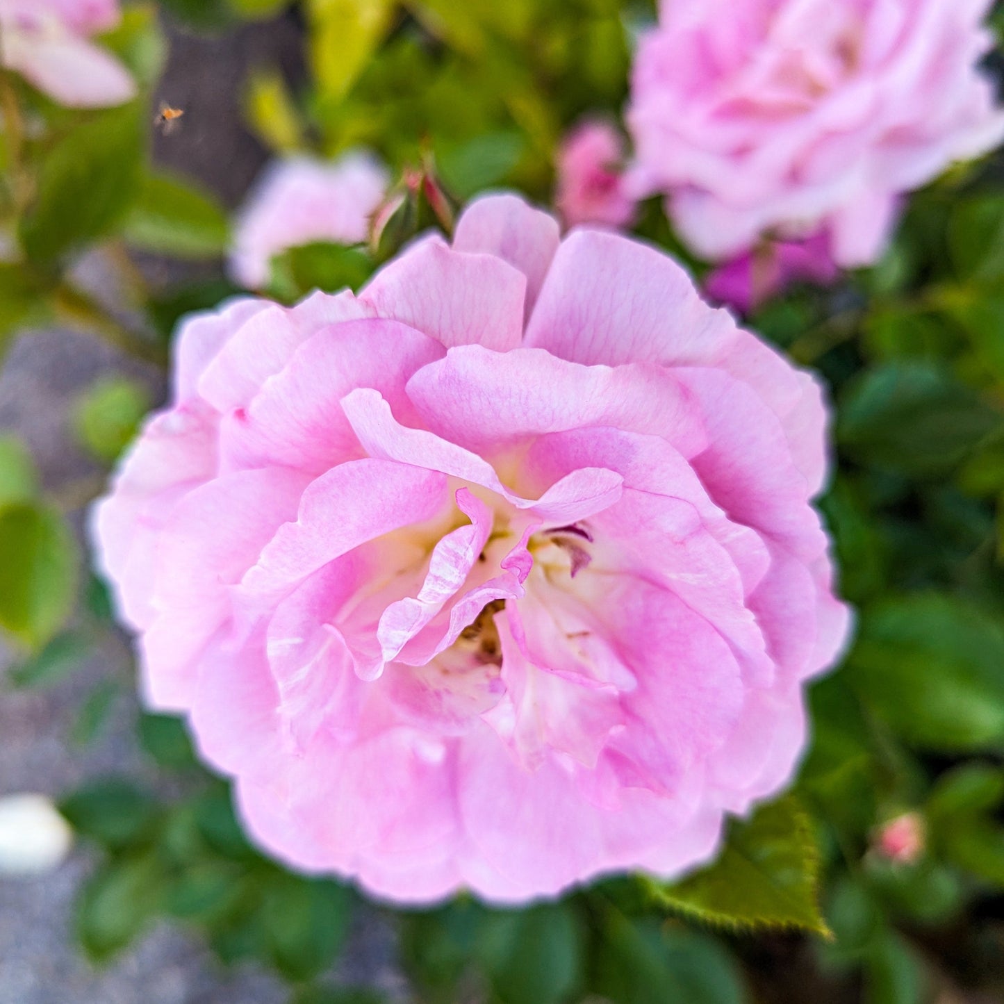 Rose 'Arctic Blue'