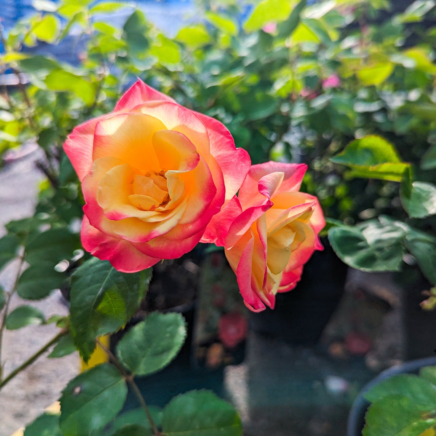Rose 'Campfire'