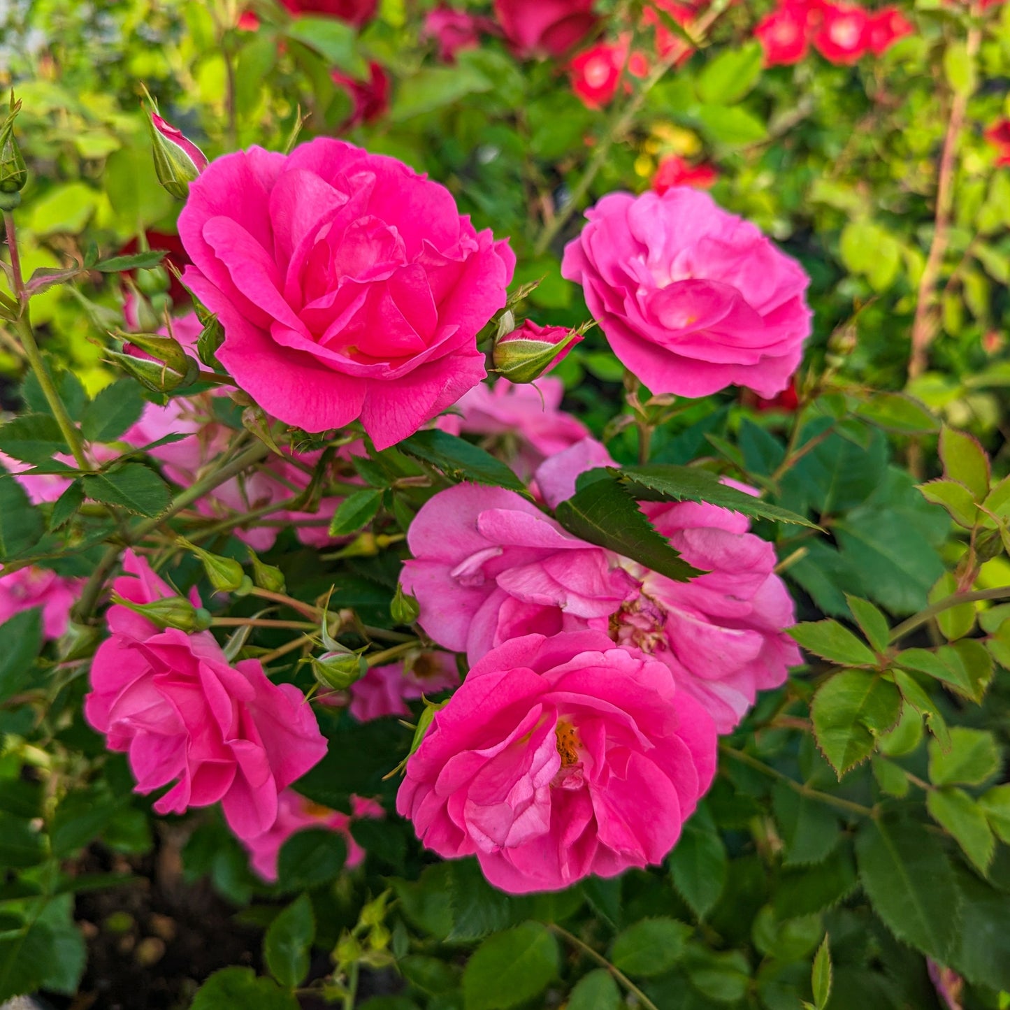 Rose 'Felix Leclerc'