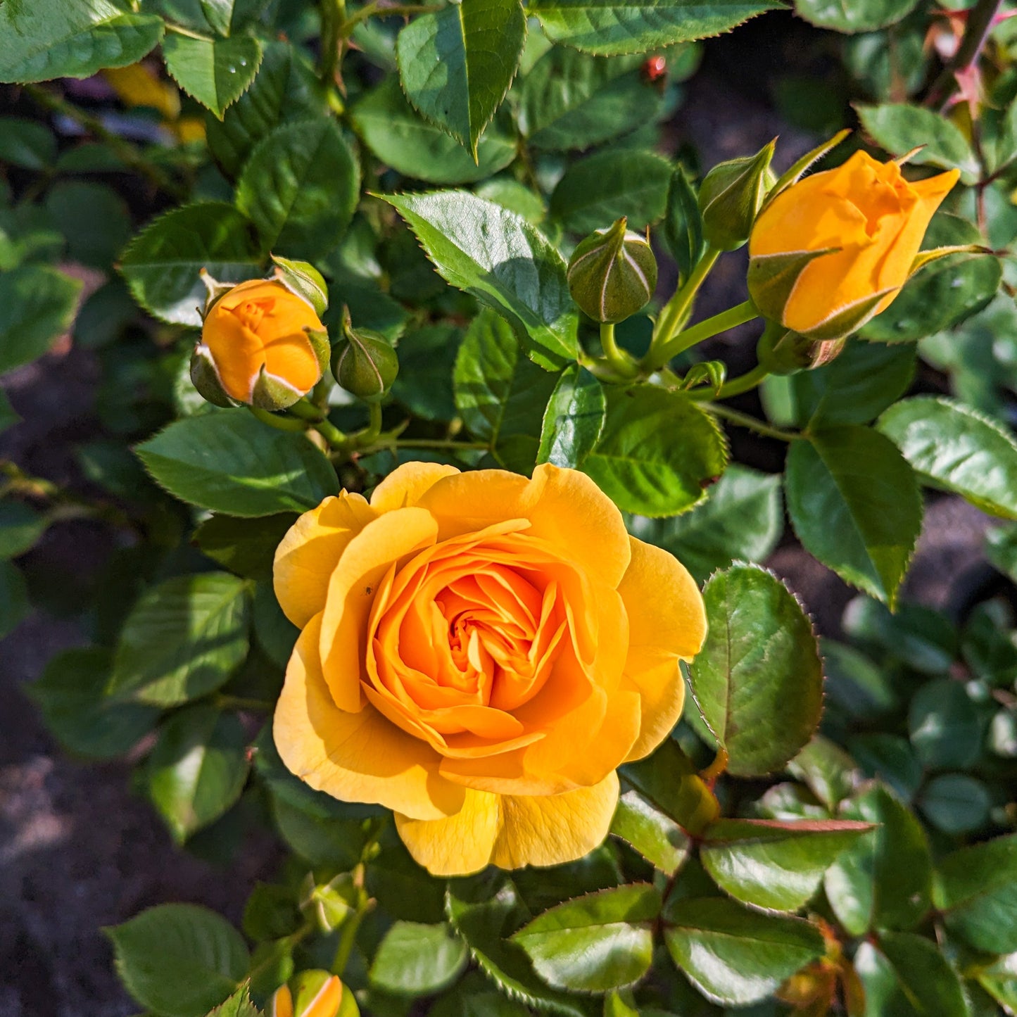Rose 'Julia Child™'