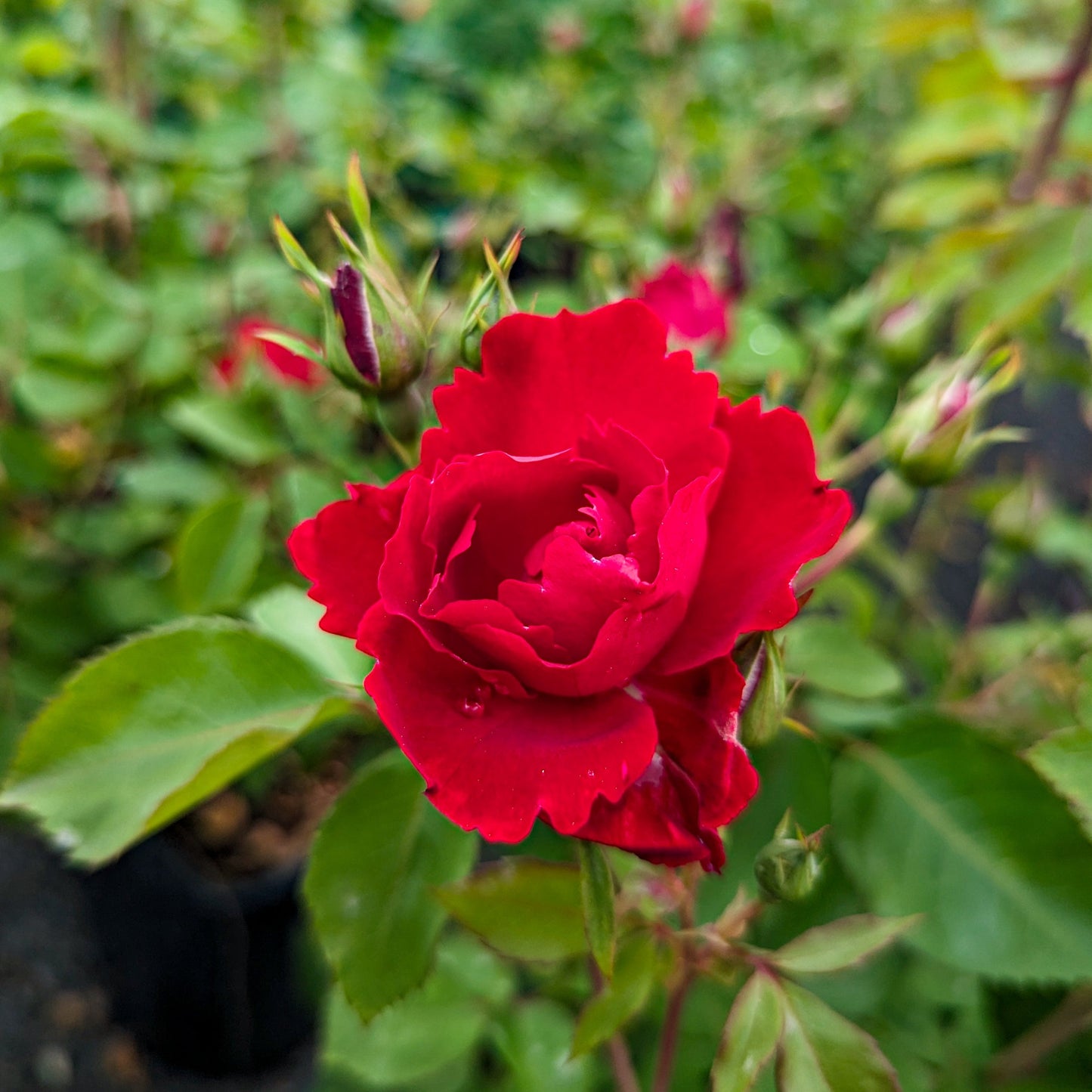 Rose 'Nicolas'