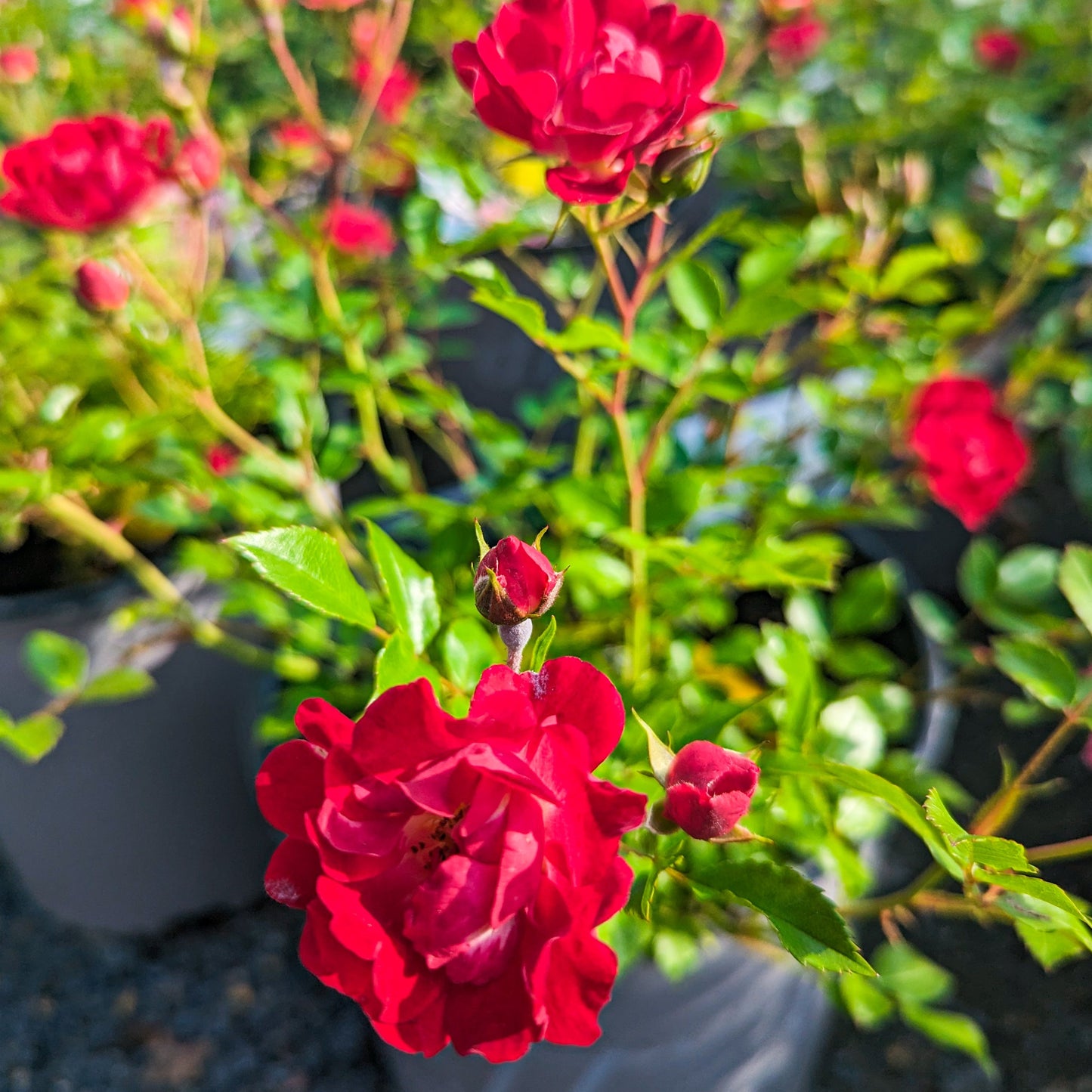 Rose 'Red Drift®'