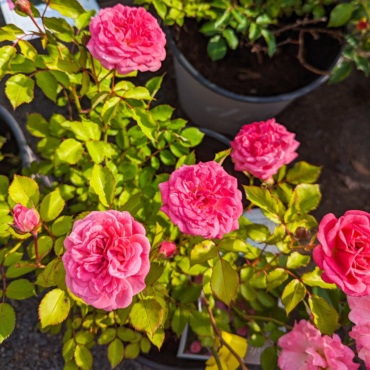 Rose 'Sweet Drift®'