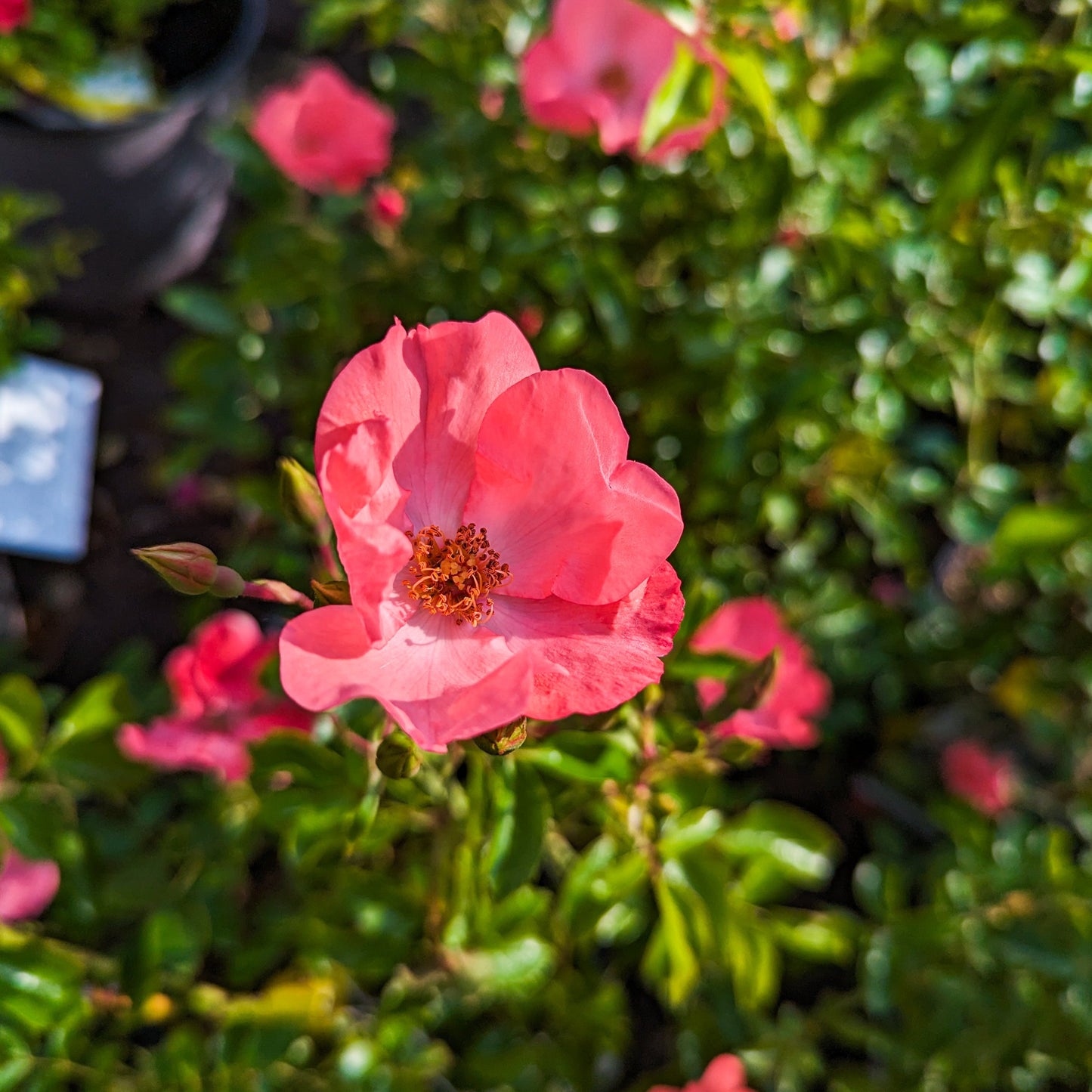 Rose 'Flower Carpet® Coral'