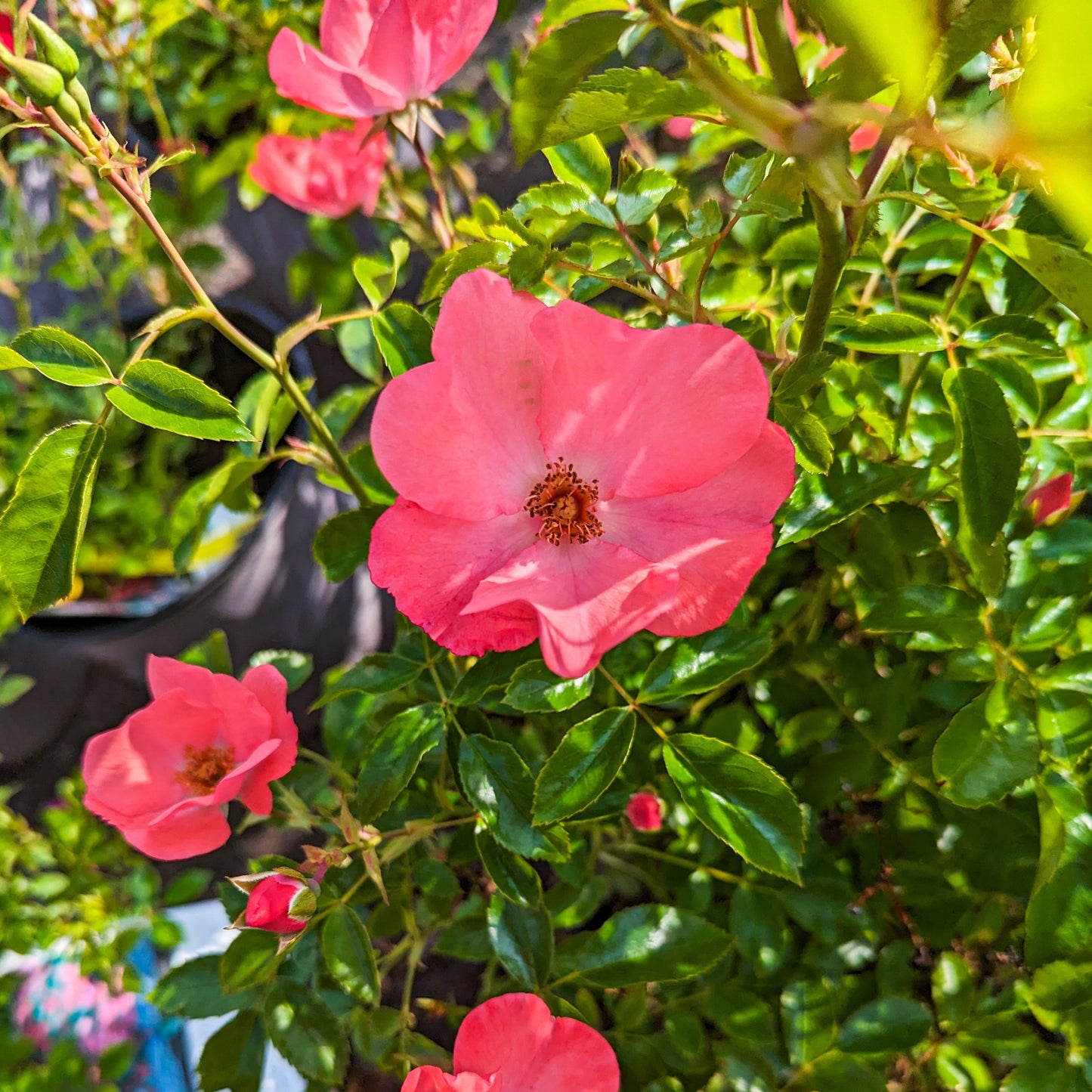 Rose 'Flower Carpet® Coral'