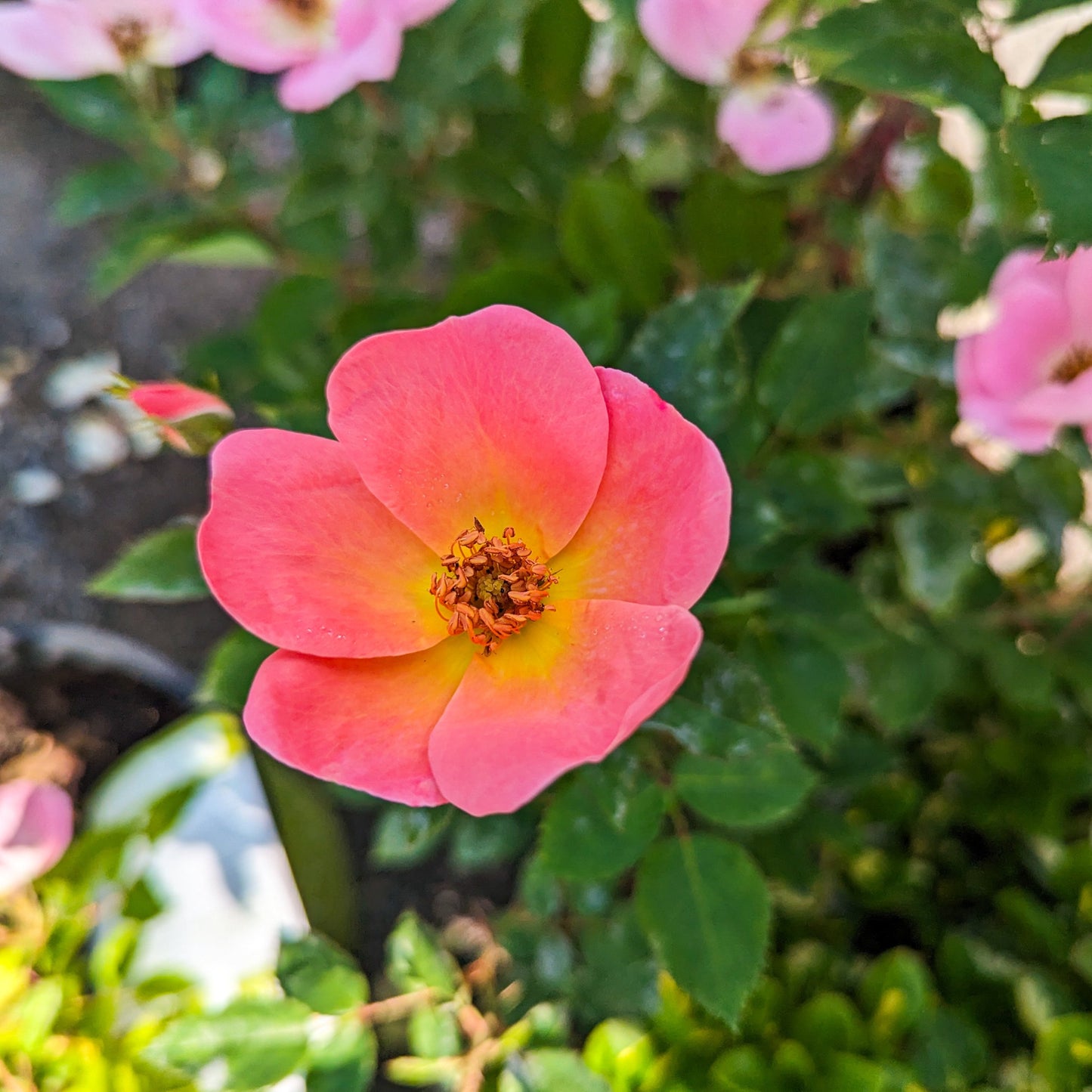 Rose 'Rainbow Knock Out®'