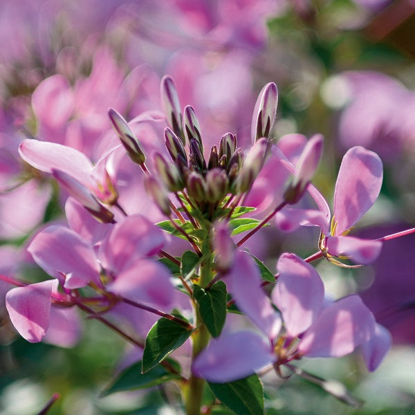 Cleome 'Senorita'