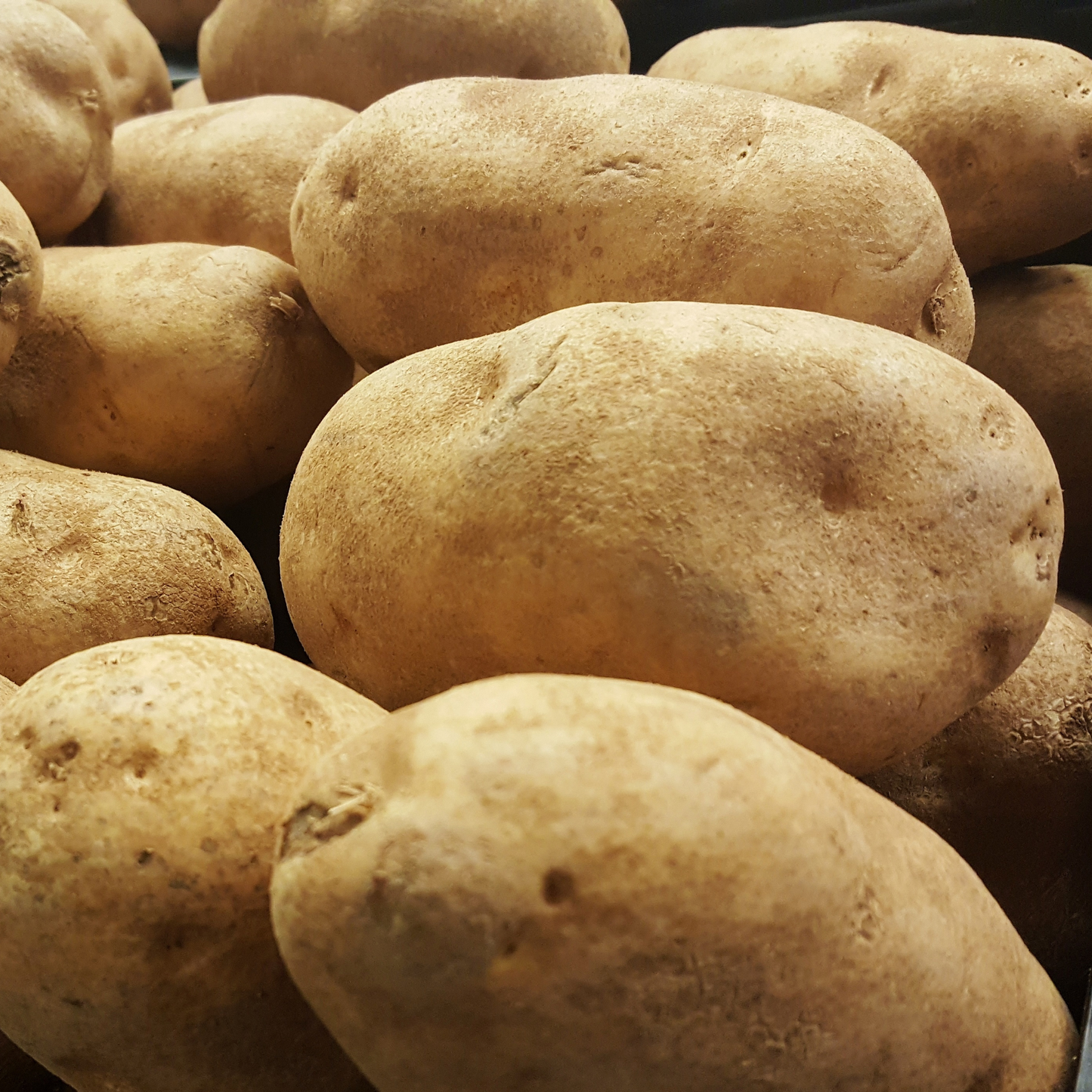 Potatoes Russet Burbank Seed