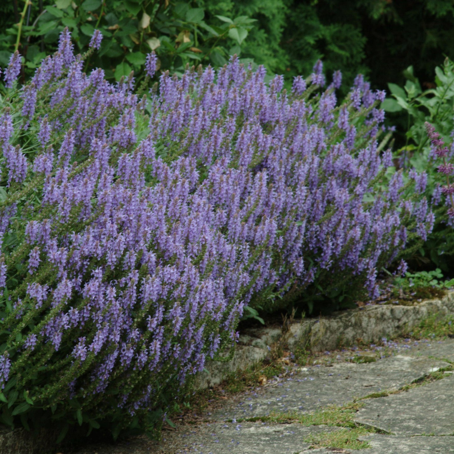 Meadow Sage 'Blue Hill'
