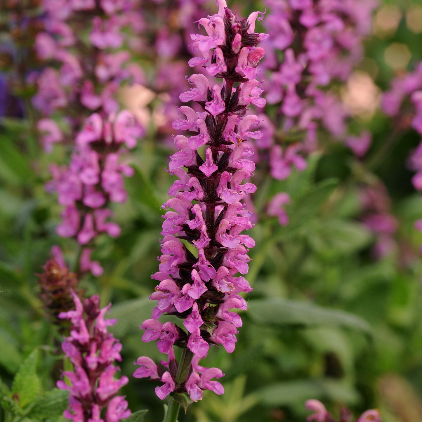 Woodland Sage 'New Dimension™'