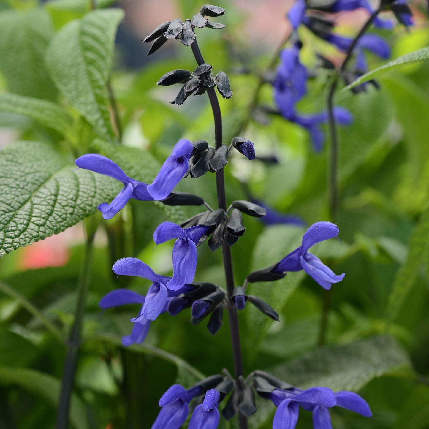 Salvia guaranitica