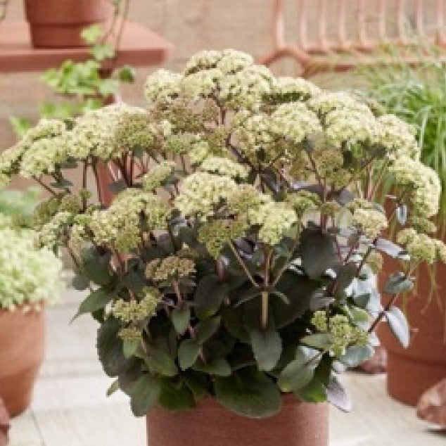 Stonecrop 'Banana Split'