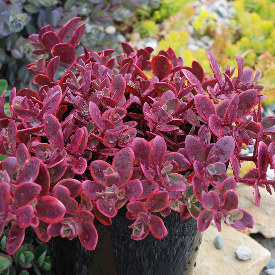 Stonecrop 'SunSparkler' Creeping