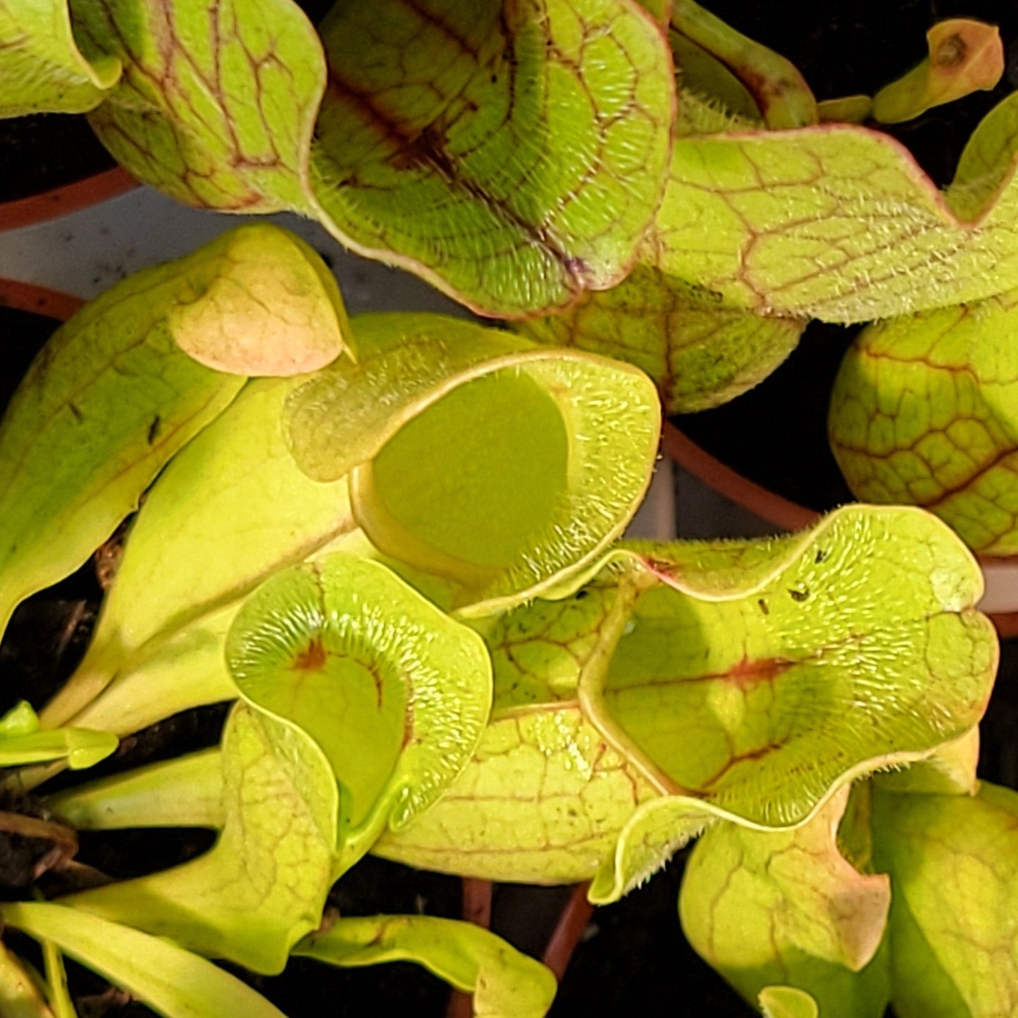 Sarracenia Assorted (Pitcher Plant)