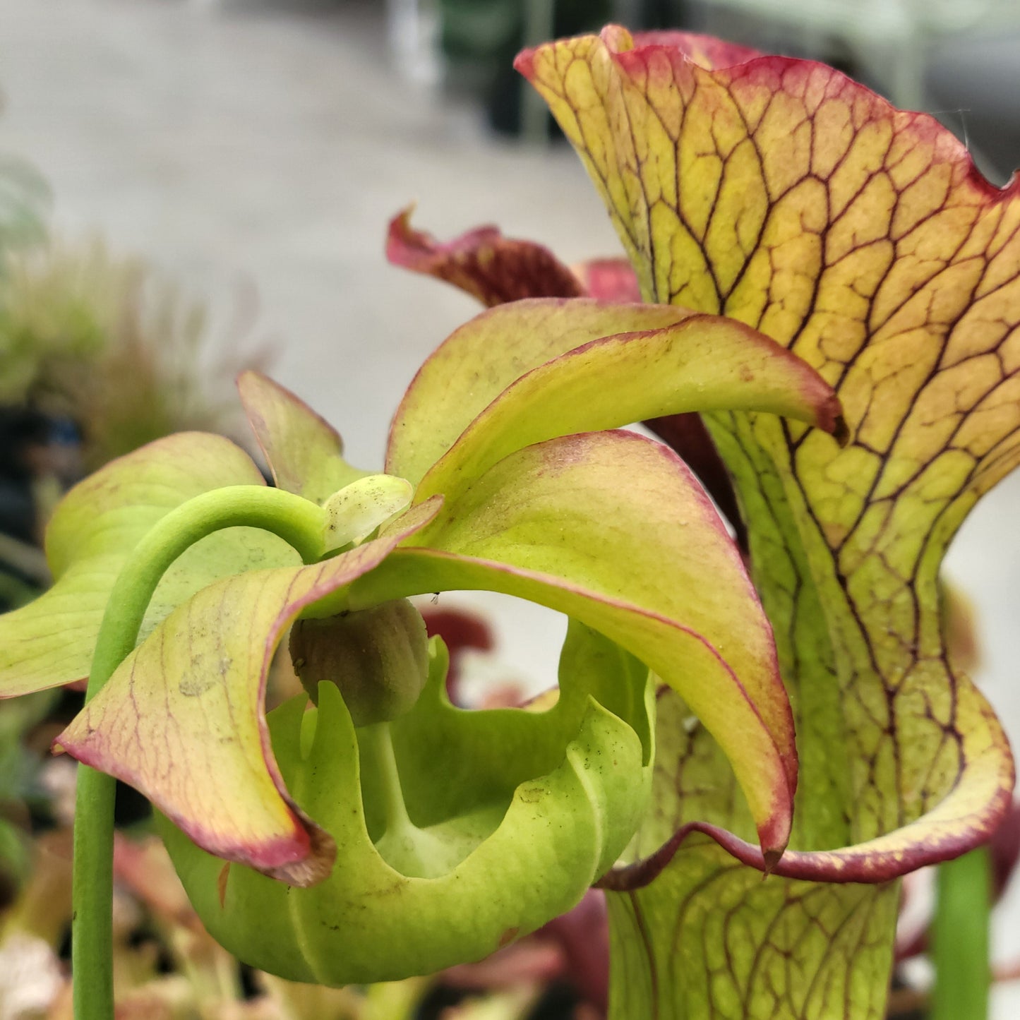 Sarracenia Assorted (Pitcher Plant)