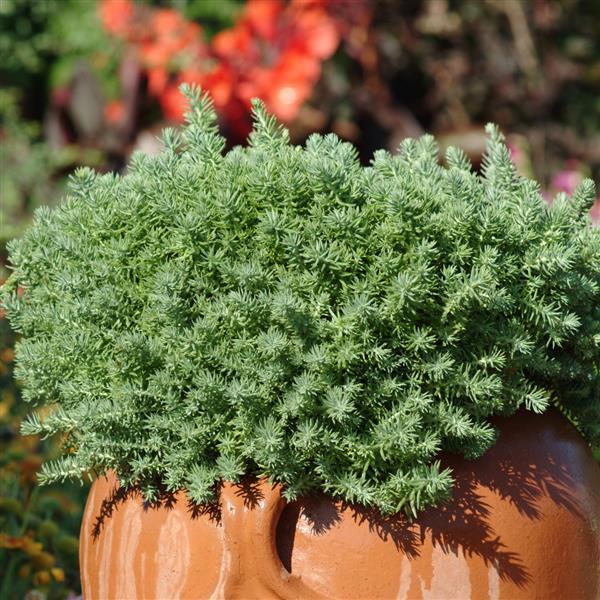 Stonecrop 'Blue'