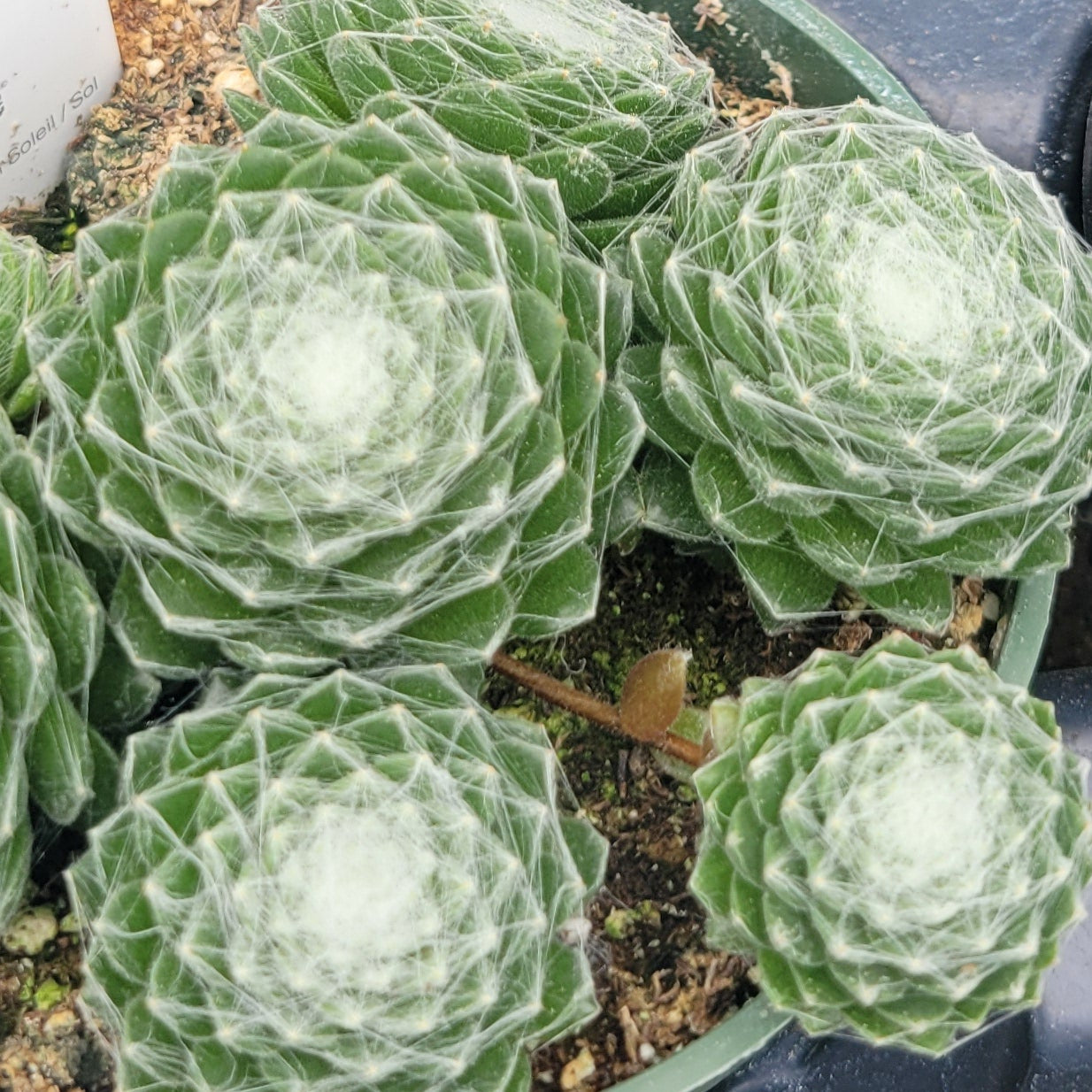 Hens And Chicks 'Red Cobweb'