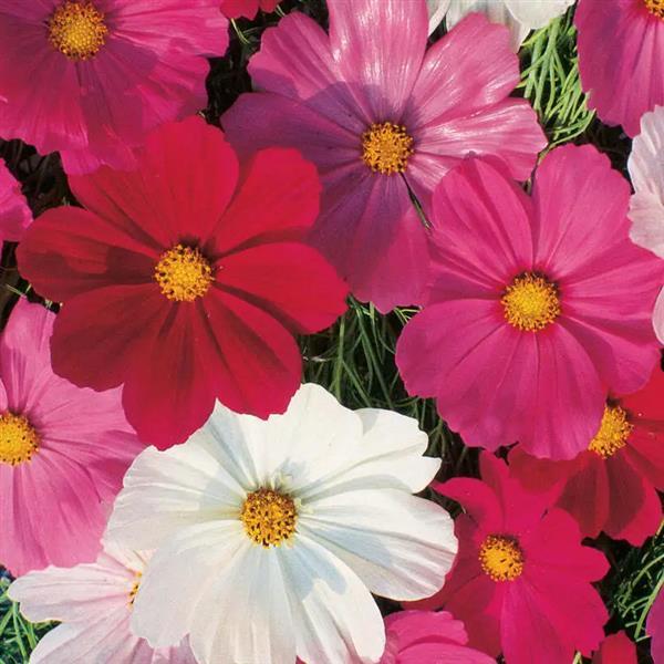Cosmos 'Sensation'