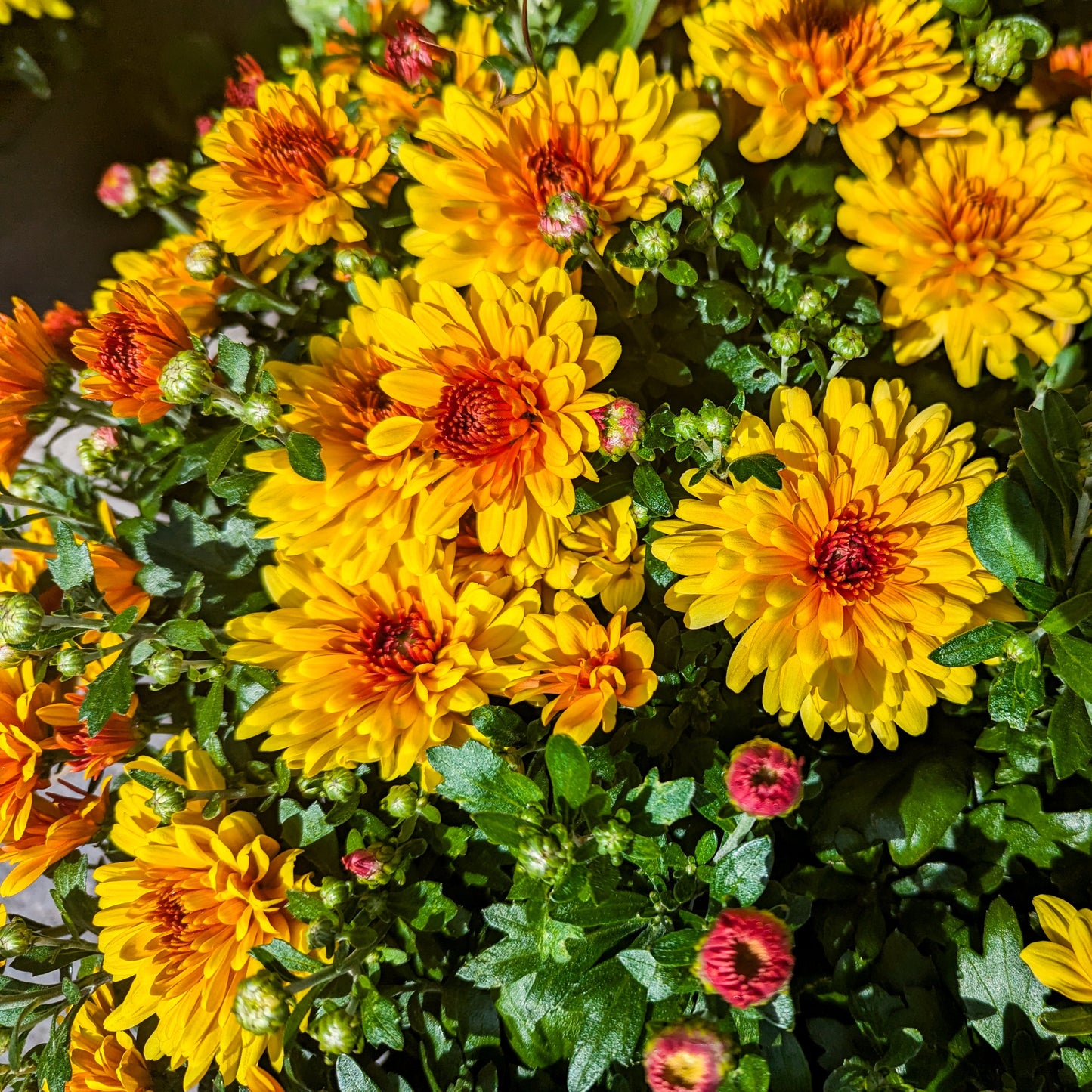 Fall Chrysanthemums 10" HB