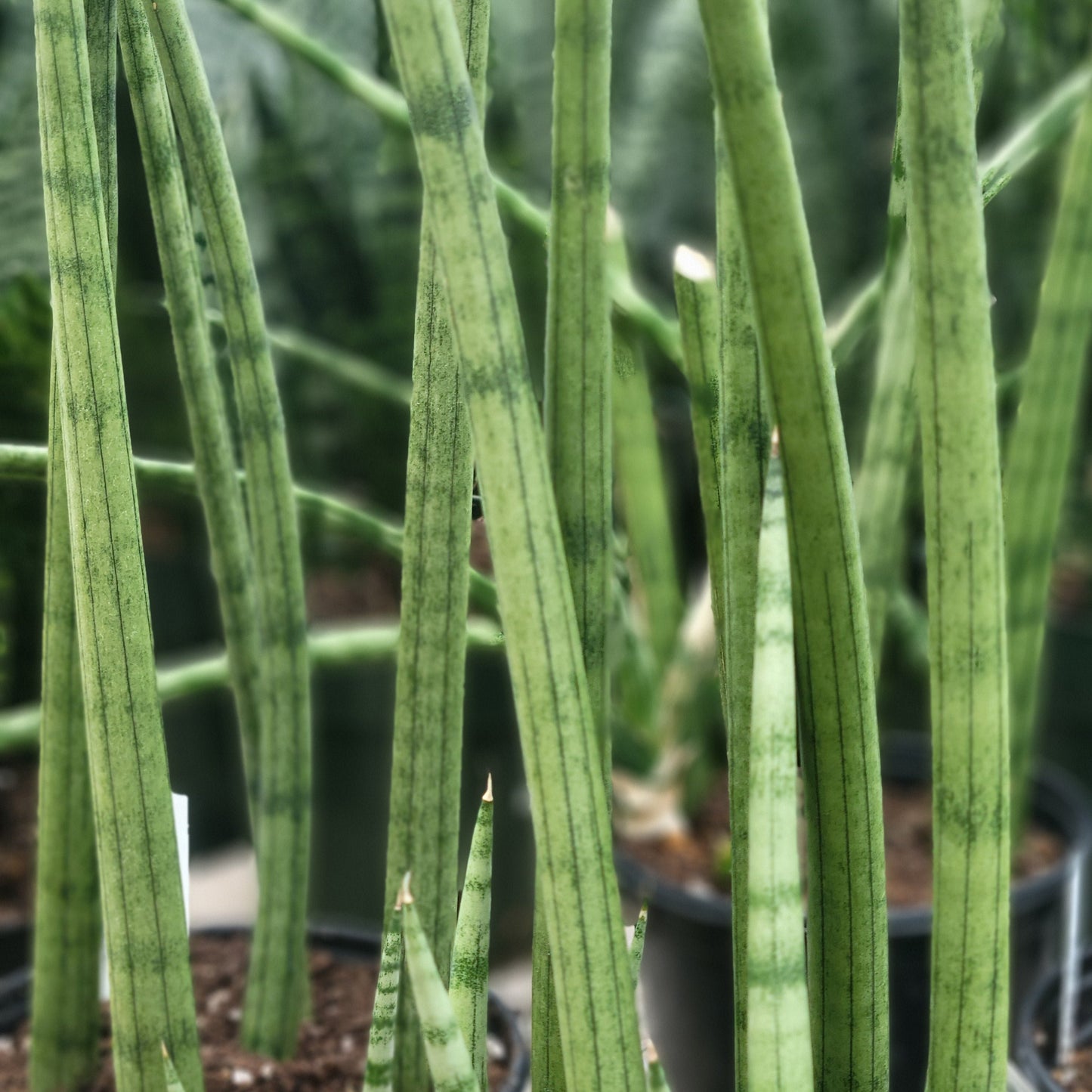 Snake Plant 'Dragon Fingers'
